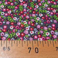 Coton dapper 3