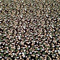 Viscose print
